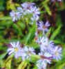 asters.jpg (27595 bytes)