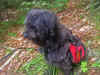muffiin-watching.jpg (105200 bytes)