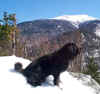 Muffin on Bald Peak with Mt Lafayette.jpg (137023 bytes)