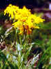 sneezeweed.jpg (42167 bytes)