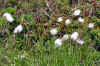 cotton sedge.jpg (134407 bytes)