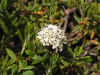 labrador tea.jpg (82465 bytes)