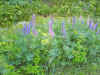 lupines.jpg (155333 bytes)