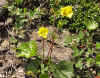 mountain avens.jpg (172295 bytes)