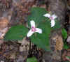 painted trillium.jpg (76184 bytes)